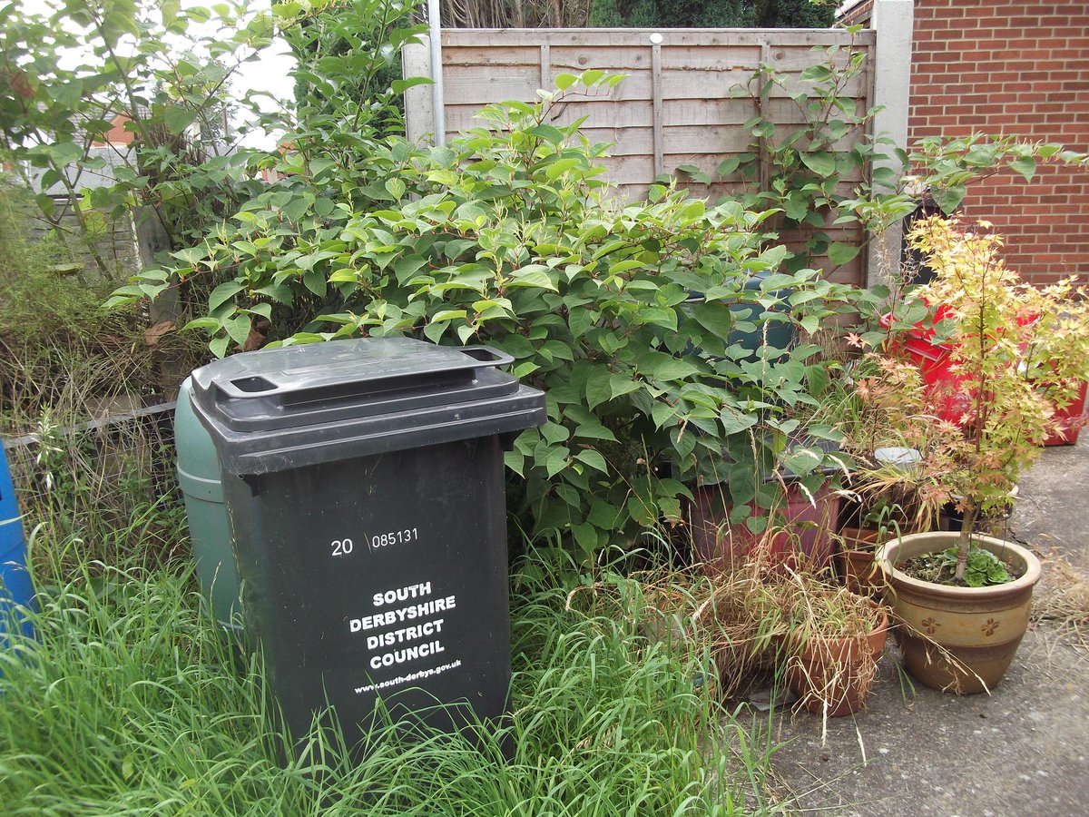 IVMLtd's tweet photo. How Long Does #JapaneseKnotweed #Treatment Take?

A new guide by IVM featured on our Knowledge Hub explaining #Herbicide timelines, #Excavation timescales &amp; the factors that affect how long #Knotweed treatment takes: https://t.co/L0gK4SVz4x

#InvasiveWeeds #InvasiveVegetation https://t.co/pmpM9UElPN