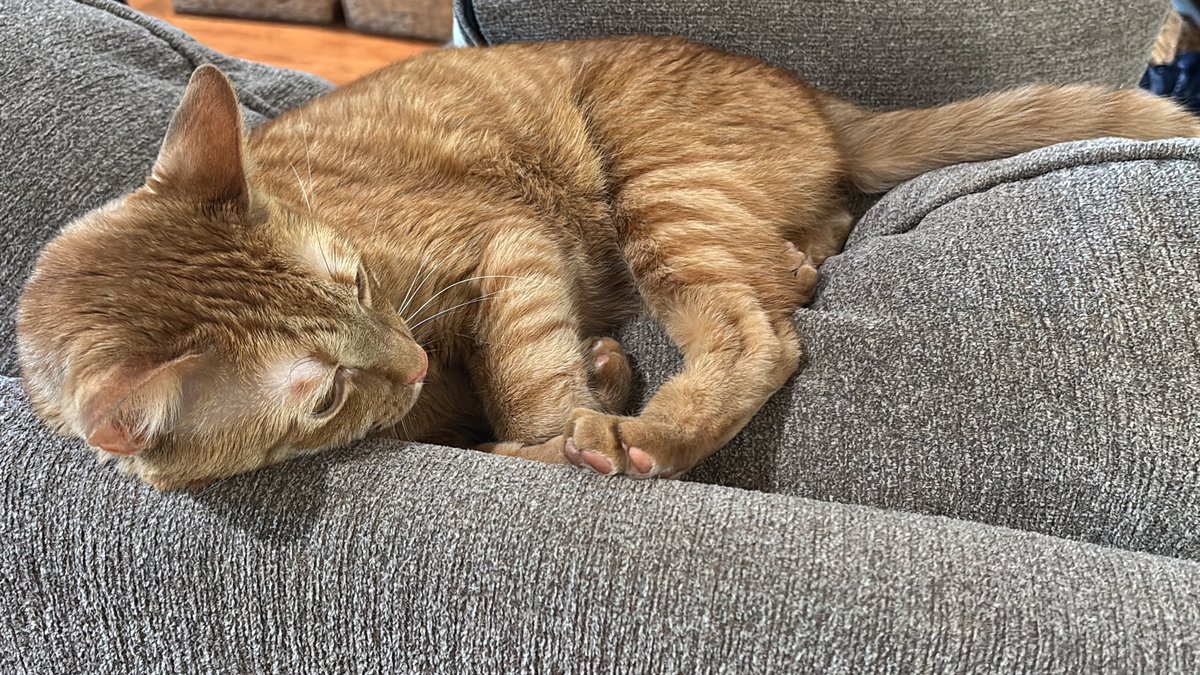 raquel 🐾🎧 #U tweet media