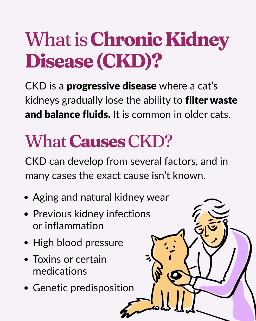 VitalPetLife's tweet image. CKD in cats is progressive but manageable.

Watch for signs like increased thirst, weight loss, and low energy—early detection matters.

Regular vet care can improve quality of life.

#CatHealth #SeniorCats #PetWellness #CatCareTips