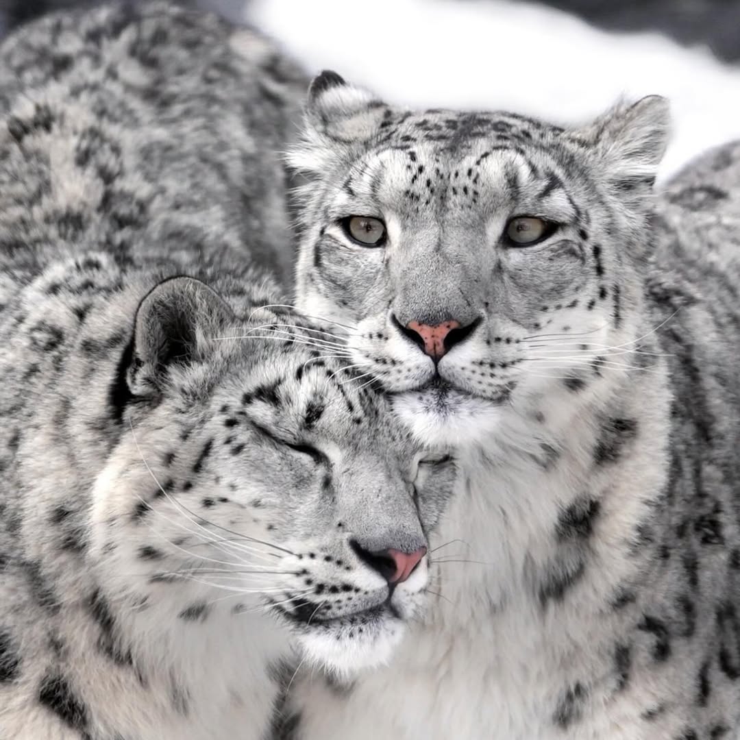 IT'S LION AND TIGERS WORLD (@animallove_22) on Twitter photo 