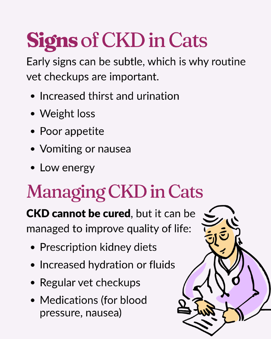 VitalPetLife's tweet image. CKD in cats is progressive but manageable.

Watch for signs like increased thirst, weight loss, and low energy—early detection matters.

Regular vet care can improve quality of life.

#CatHealth #SeniorCats #PetWellness #CatCareTips