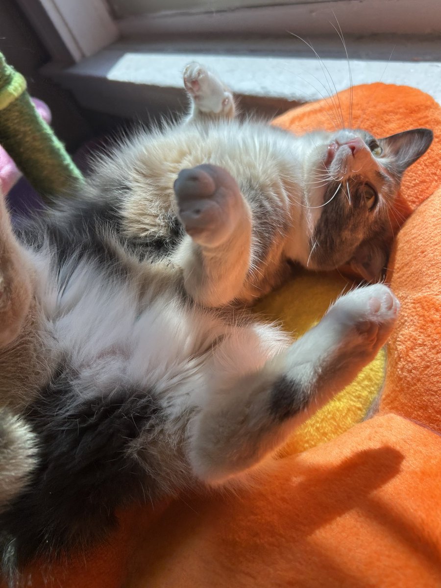 monkey & zoe ❤️ oreo 🌈 tweet media