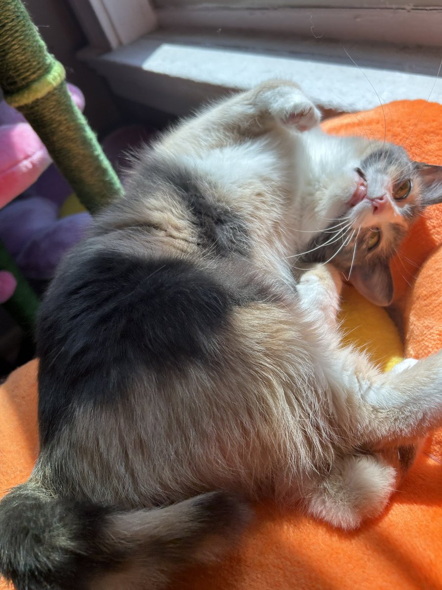 monkey & zoe ❤️ oreo 🌈 tweet media