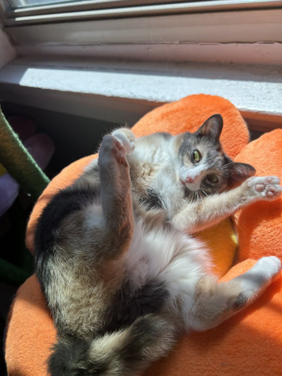 monkey & zoe ❤️ oreo 🌈 tweet media