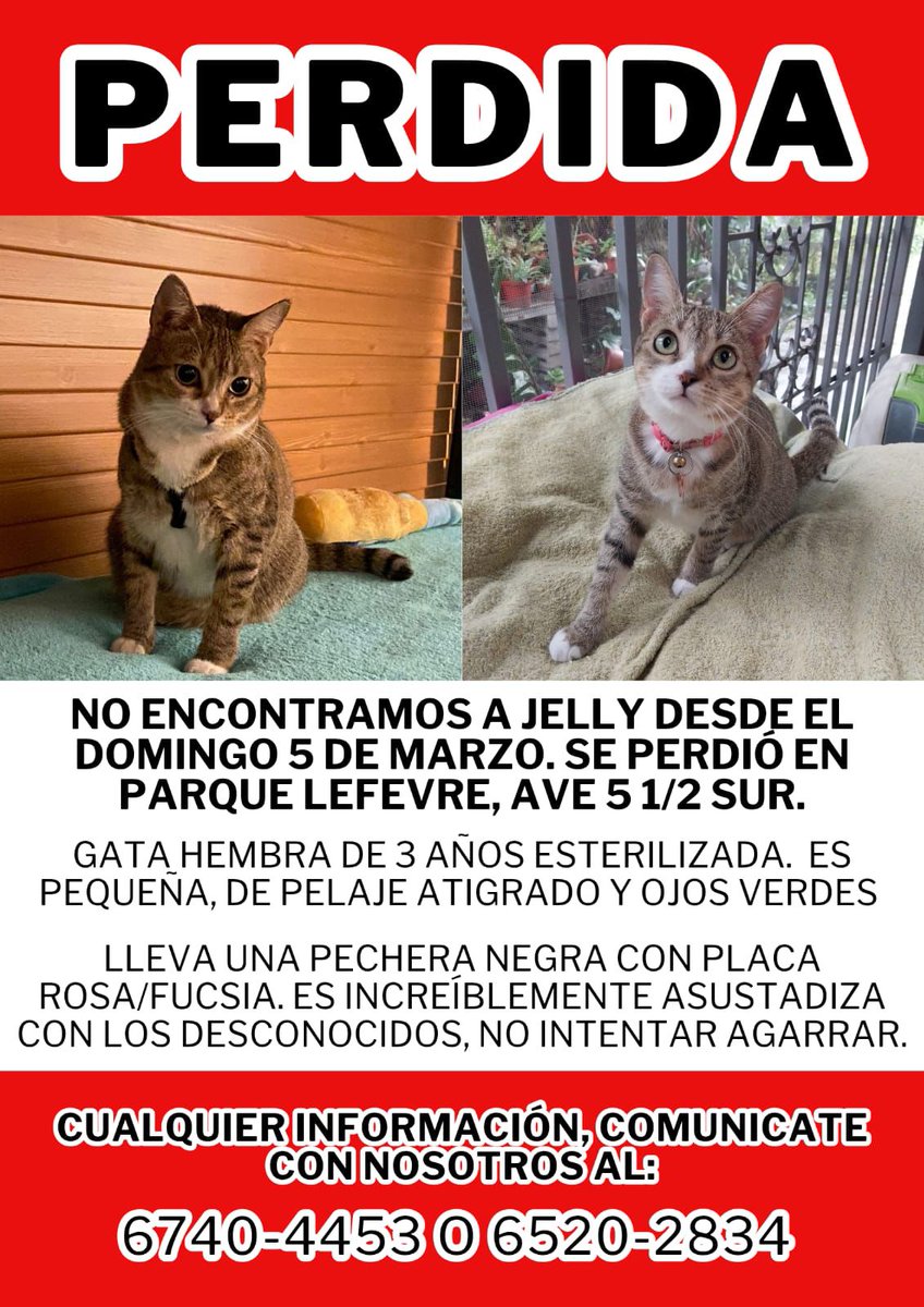 Spay Panama tweet media