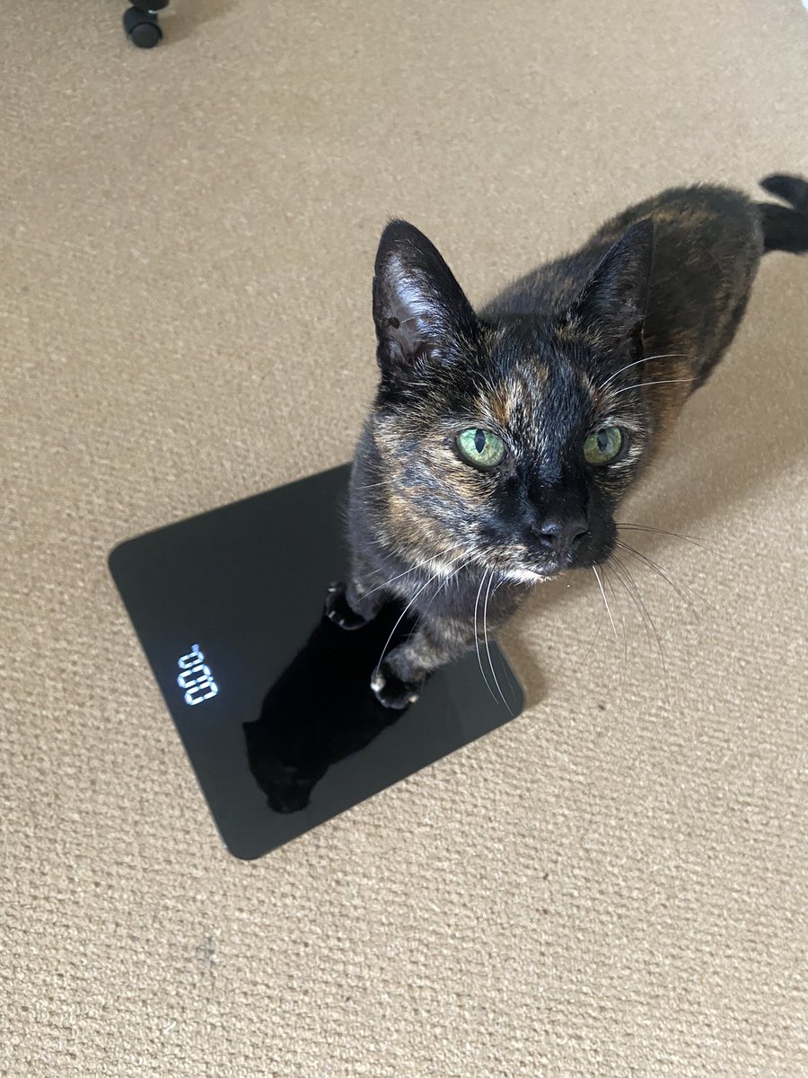 caphellfire's tweet image. Kitty is one of us #shedtwt #edtwt