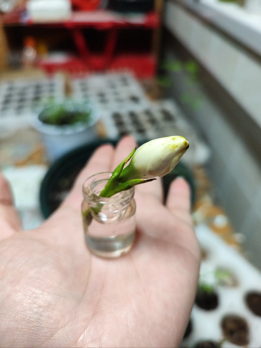 Bobby solo tweet media