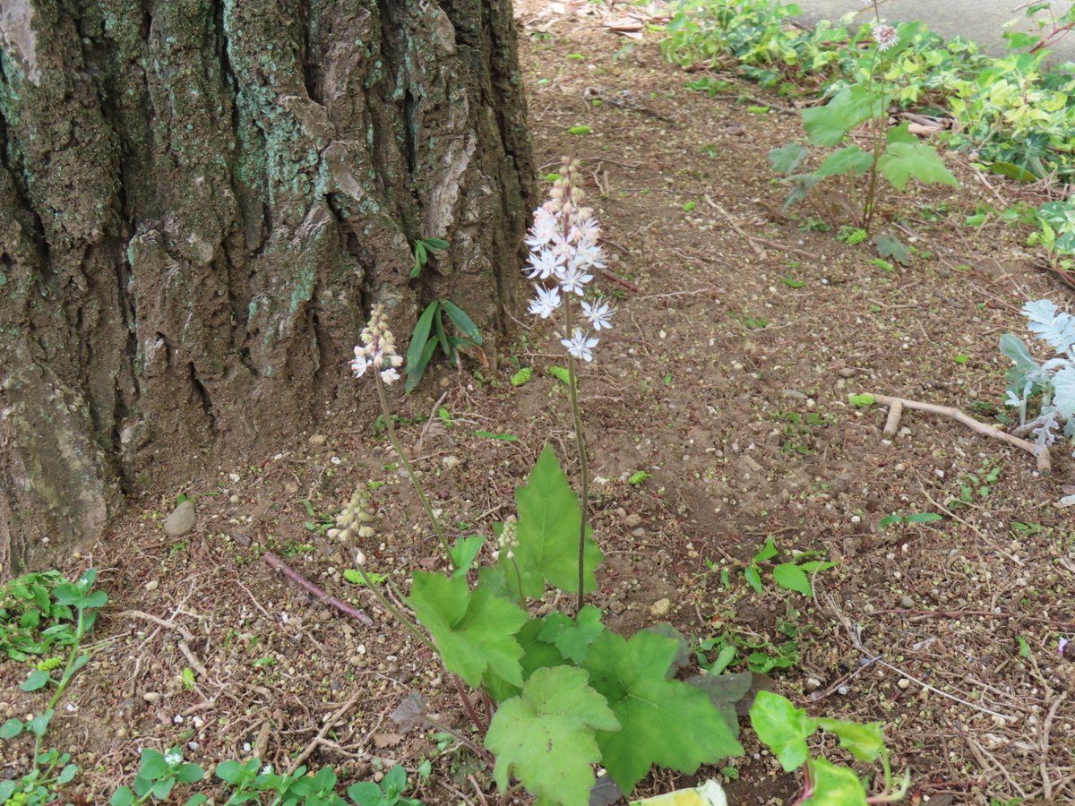 #昭和記念公園
なんか見慣れぬお花が？
雑草化してるような生え方
調べたら『ティアレラ・ウェリー』と、出ました。
ヒューケラと同じユキノシタ科みたい