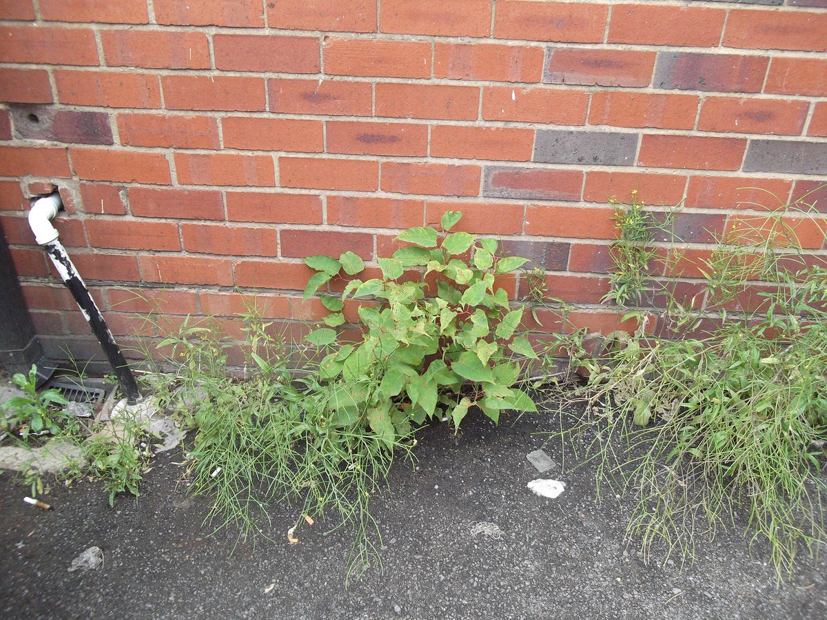 IVMLtd's tweet photo. #JapaneseKnotweed Monitoring &amp; Aftercare Explained:

A guide on our Knowledge Hub explaining how monitoring works after treatment, why aftercare is essential &amp; how to confirm long‑term #Knotweed success https://t.co/GqKIgBSKWt

#InvasiveWeeds #InvasiveVegetation https://t.co/4KdV3u2ObP