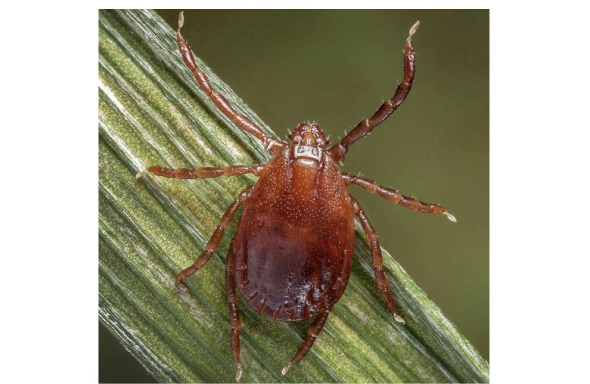 BeefWeb.com tweet media