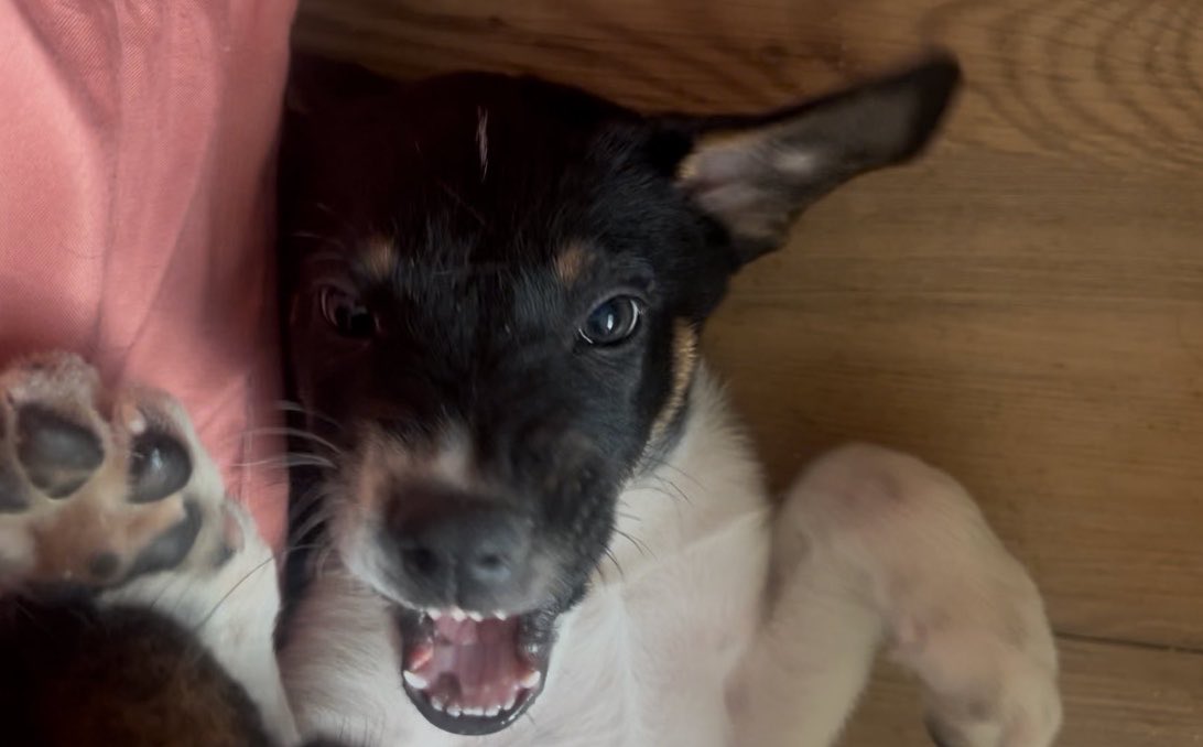 firulaisasalvo's tweet photo. Los primeros cachorros que salieron de pensión y adoptados (Frijolito, Lola, Rufian, Bernardo y Milo) salieron tremendos 😂😂😂 Los últimos, Blackie, Bimba, Rumba y Brunilda, unos verdaderos santos 👼

A mí no me reclamen, no tengo control sobre sus personalidades 🤌🏾 😅 https://t.co/01QVz4DR3k