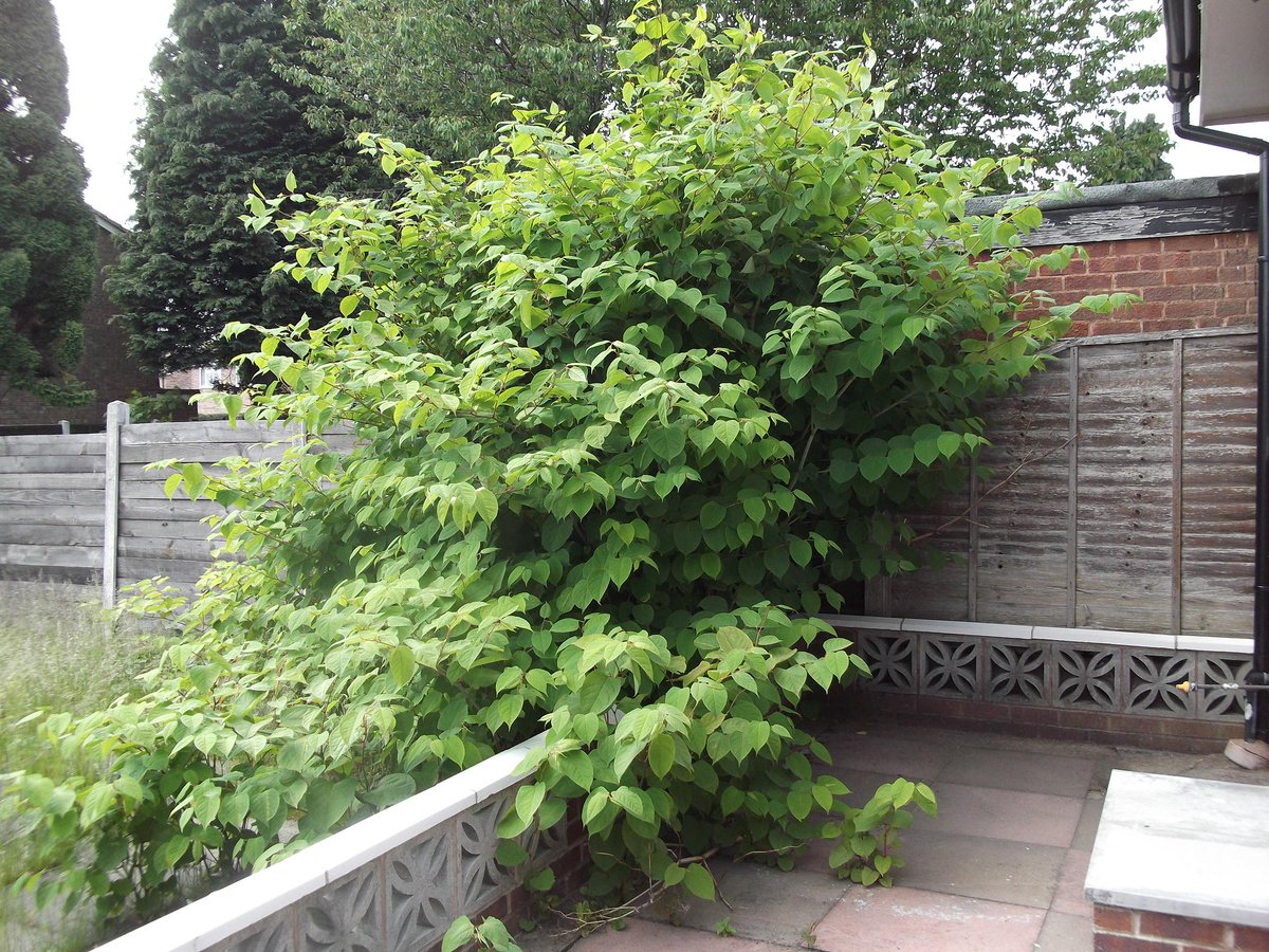 IVMLtd's tweet photo. IVM #JapaneseKnotweed Case Study &amp; Real #Treatment Results at a site in West #London:

#FASTSystem treatment enabling a new apartment development to proceed without #SoilRemoval or the need for #RootBarrier installation https://t.co/Wkak8Xh9bW

#InvasiveWeeds #Knotweed https://t.co/9jPuqofcW7