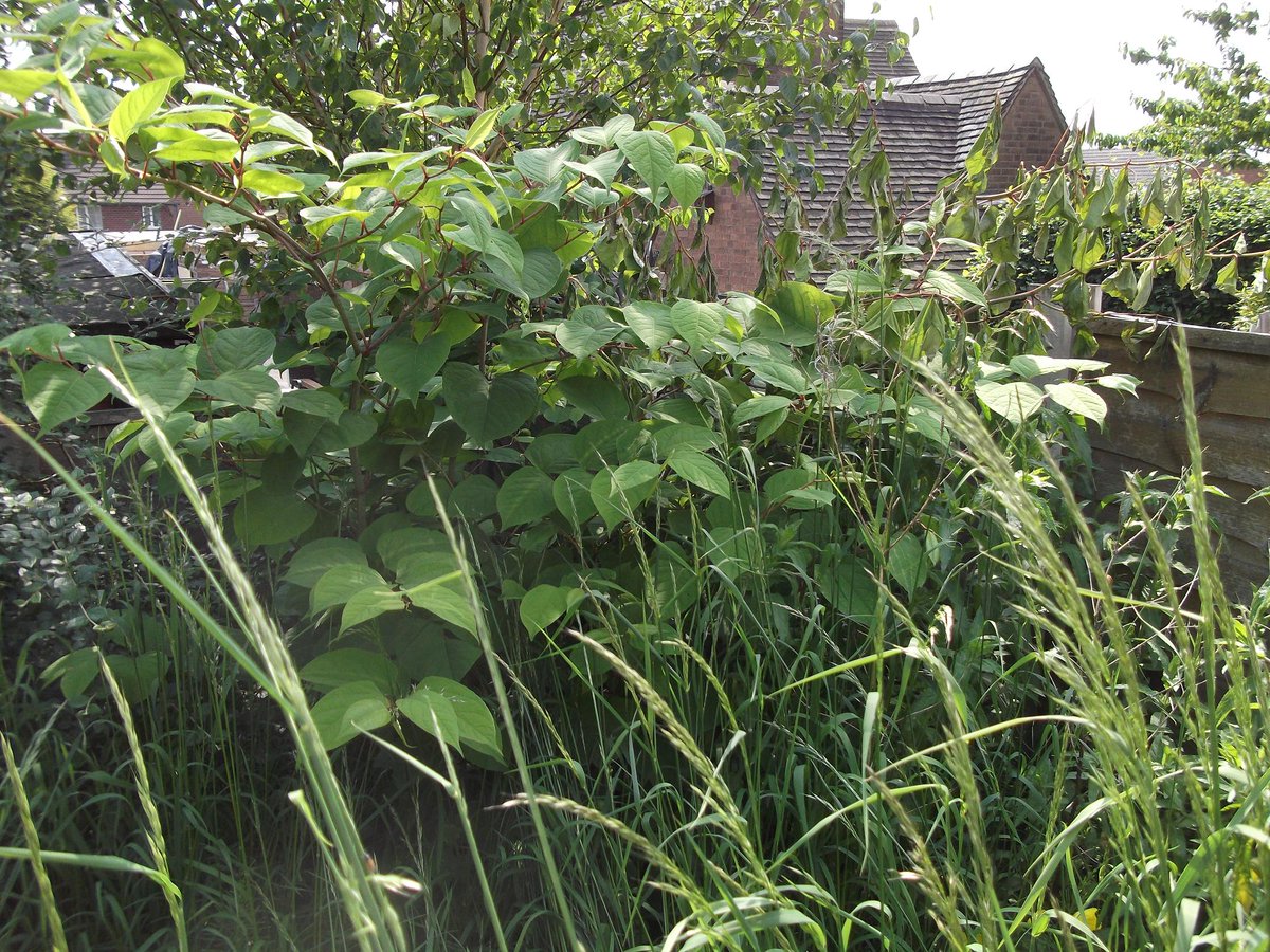 IVMLtd's tweet photo. IVM #JapaneseKnotweed Case Study &amp; Real #Treatment Results at a site in West #London:

#FASTSystem treatment enabling a new apartment development to proceed without #SoilRemoval or the need for #RootBarrier installation https://t.co/Wkak8Xh9bW

#InvasiveWeeds #Knotweed https://t.co/9jPuqofcW7