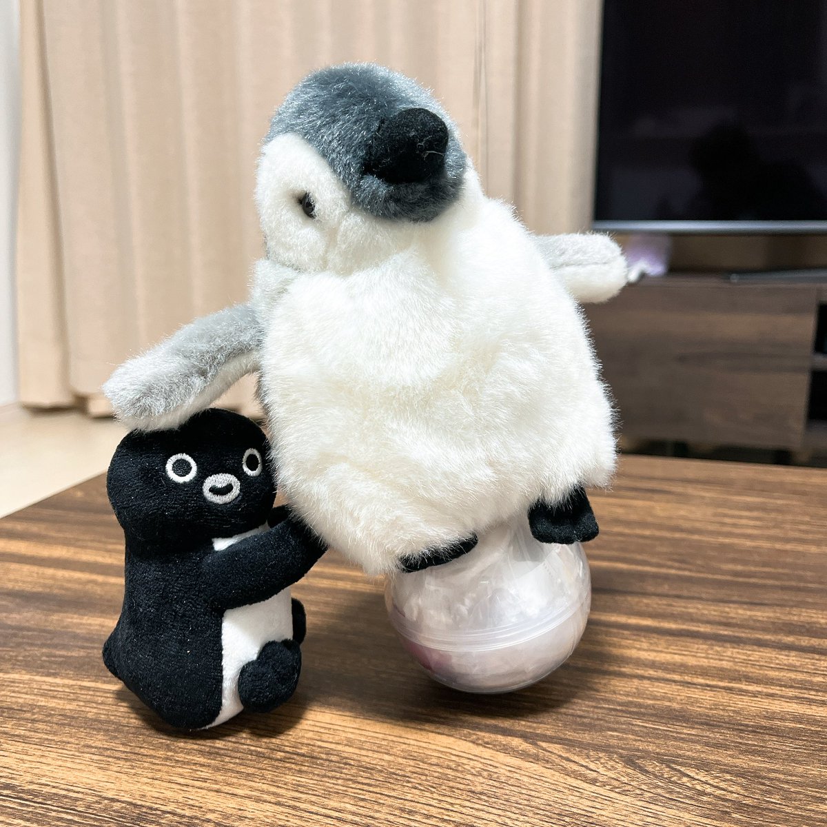 🐧〇;)))🐧
お、お姉ぺん！危ないってー！
ぷるぷるしてるしー
ぺ、ぺんちゃん、お…お姉ぺんは玉乗り得意なんだよーﾌﾞﾙﾌﾞﾙ))📢🐧