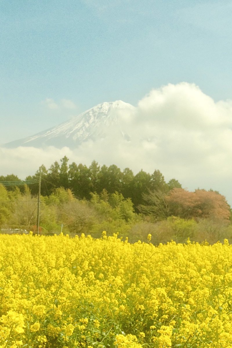 식물아래🌿이젤 tweet media