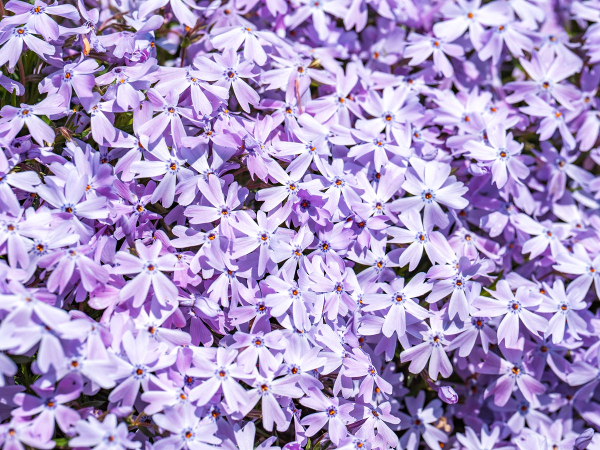hay4te_s7's tweet photo. 志々島の「天空の花畑」で芝桜が見頃になっています！
週末のお出かけにいかがですか？ https://t.co/VsBi8Qw8P7