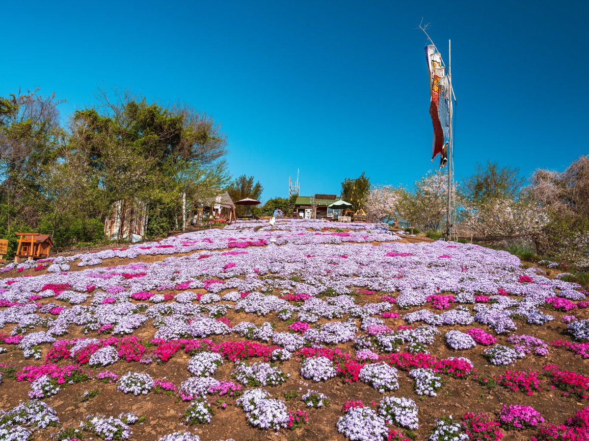 hay4te_s7's tweet photo. 志々島の「天空の花畑」で芝桜が見頃になっています！
週末のお出かけにいかがですか？ https://t.co/VsBi8Qw8P7