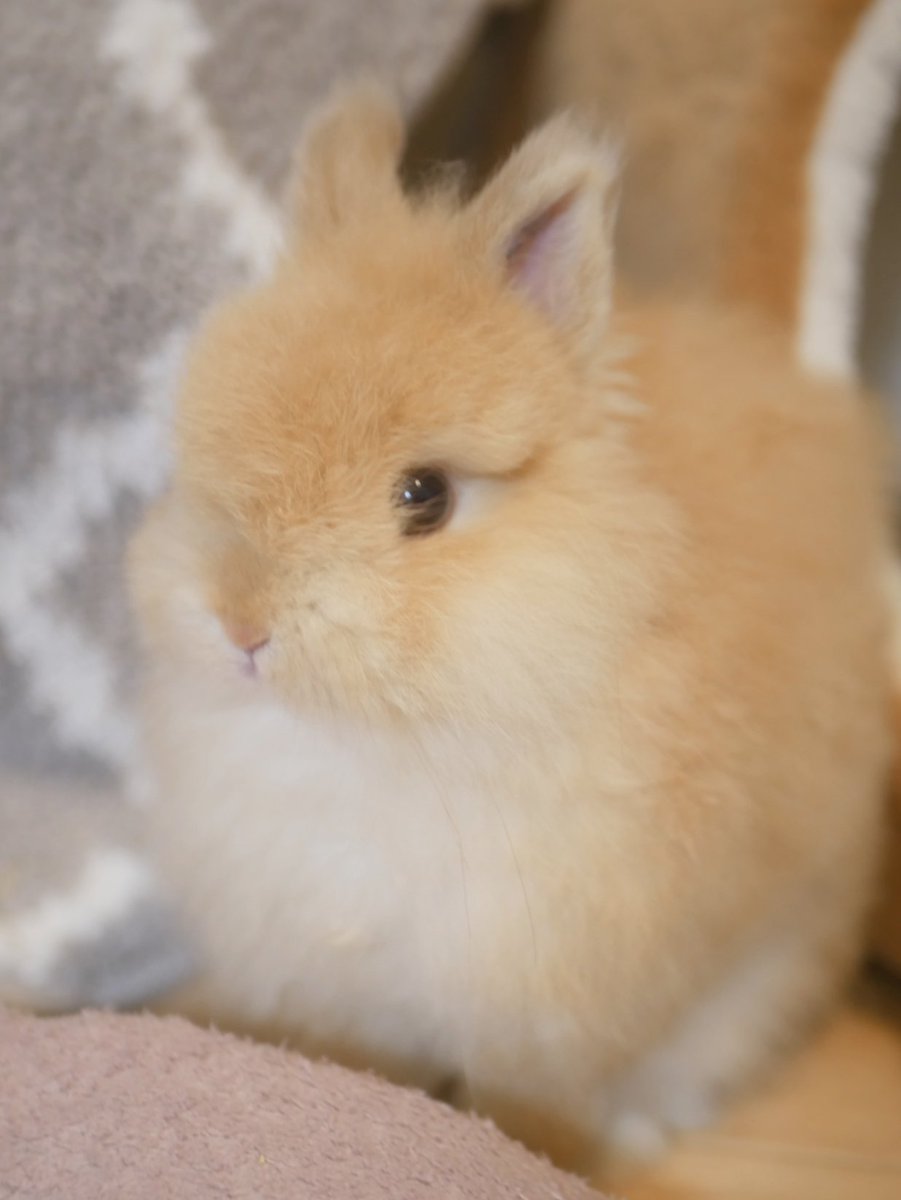 うさぎのひのき🌳 Hinoki bunny tweet media