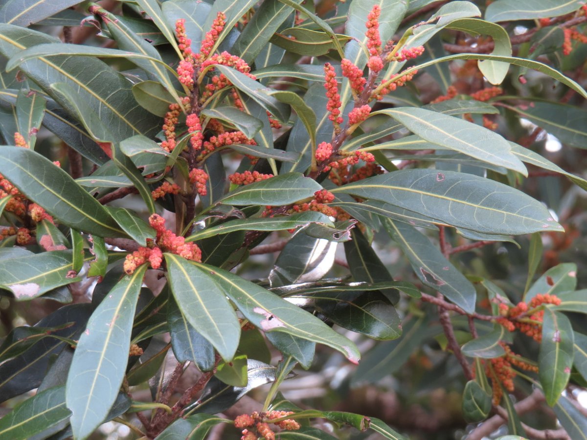 #昭和記念公園
派手な色のイモムシみたいな『ヤマモモのお花』