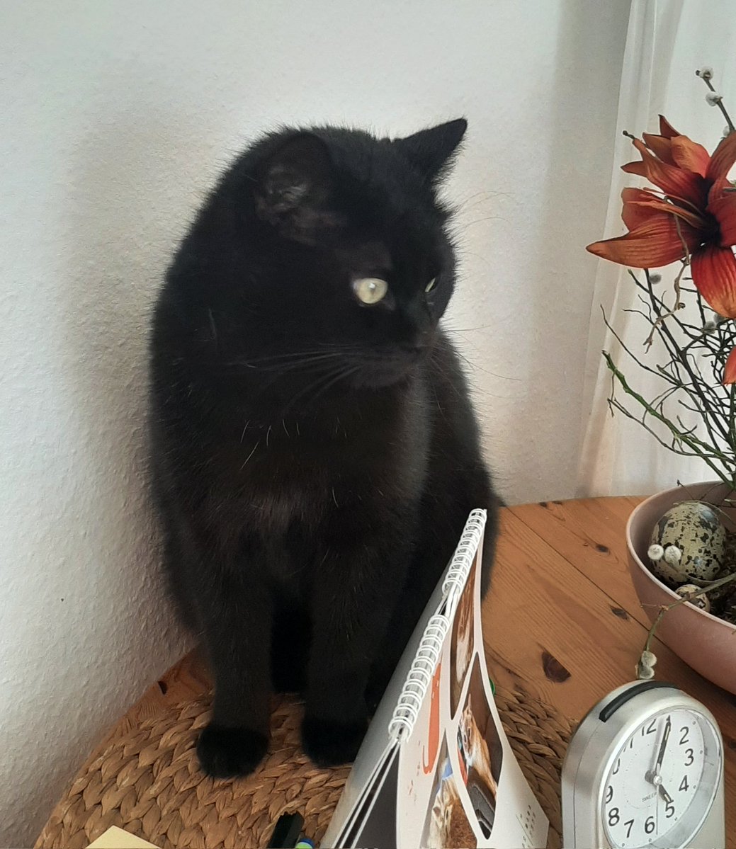 Sabine Trit🐈🏒⚽️ tweet media