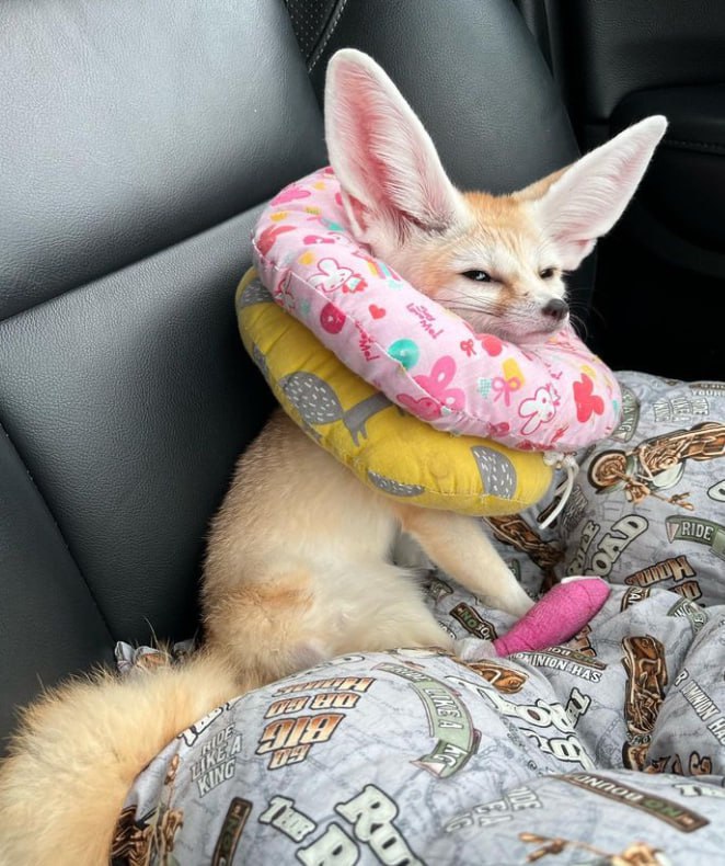 🌾🐾Лапкой бяк🐾🌾 tweet media