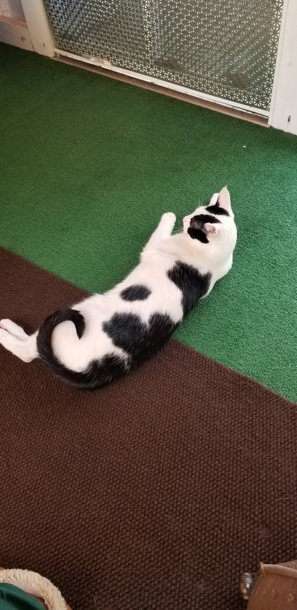TheSprinklesCat's tweet image. My spots haven't changed in years! This was a relaxing day in my catio 5 years ago! Hope mew have a purrfect #ThrowbackThursday! #cowcat #CatsOfTwitterX #AdoptDontShop #StaySafeFurrends