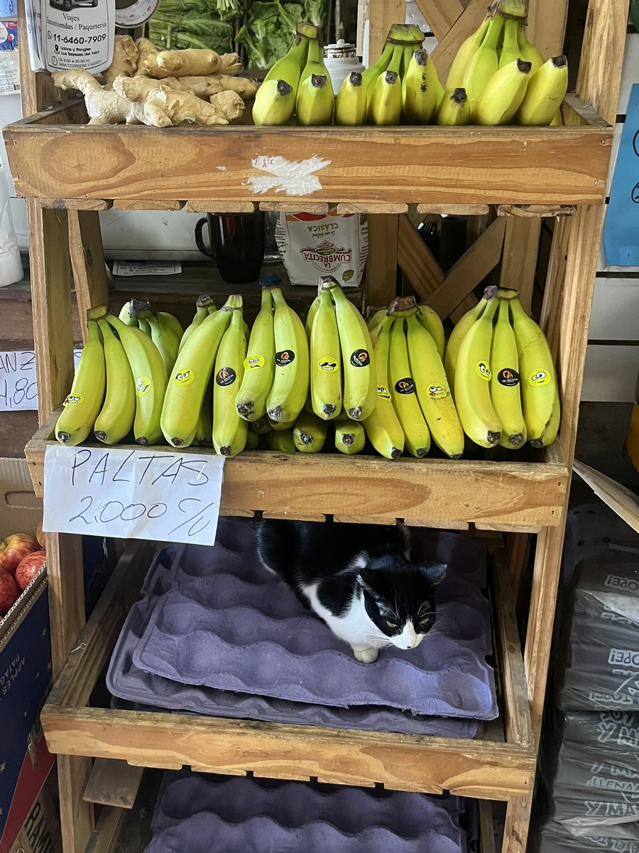 alicenyan tweet media