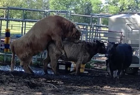 Jeff Brown tweet media