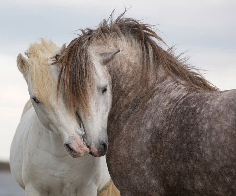 recovered_file tweet media