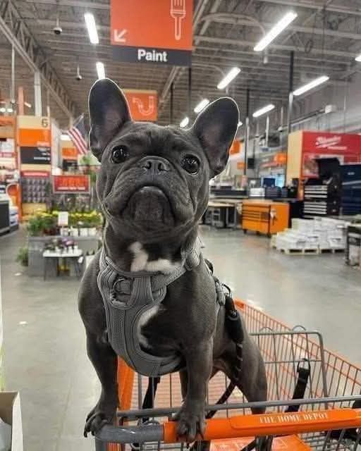 🐶French Bulldog Fan Club🐶 tweet media