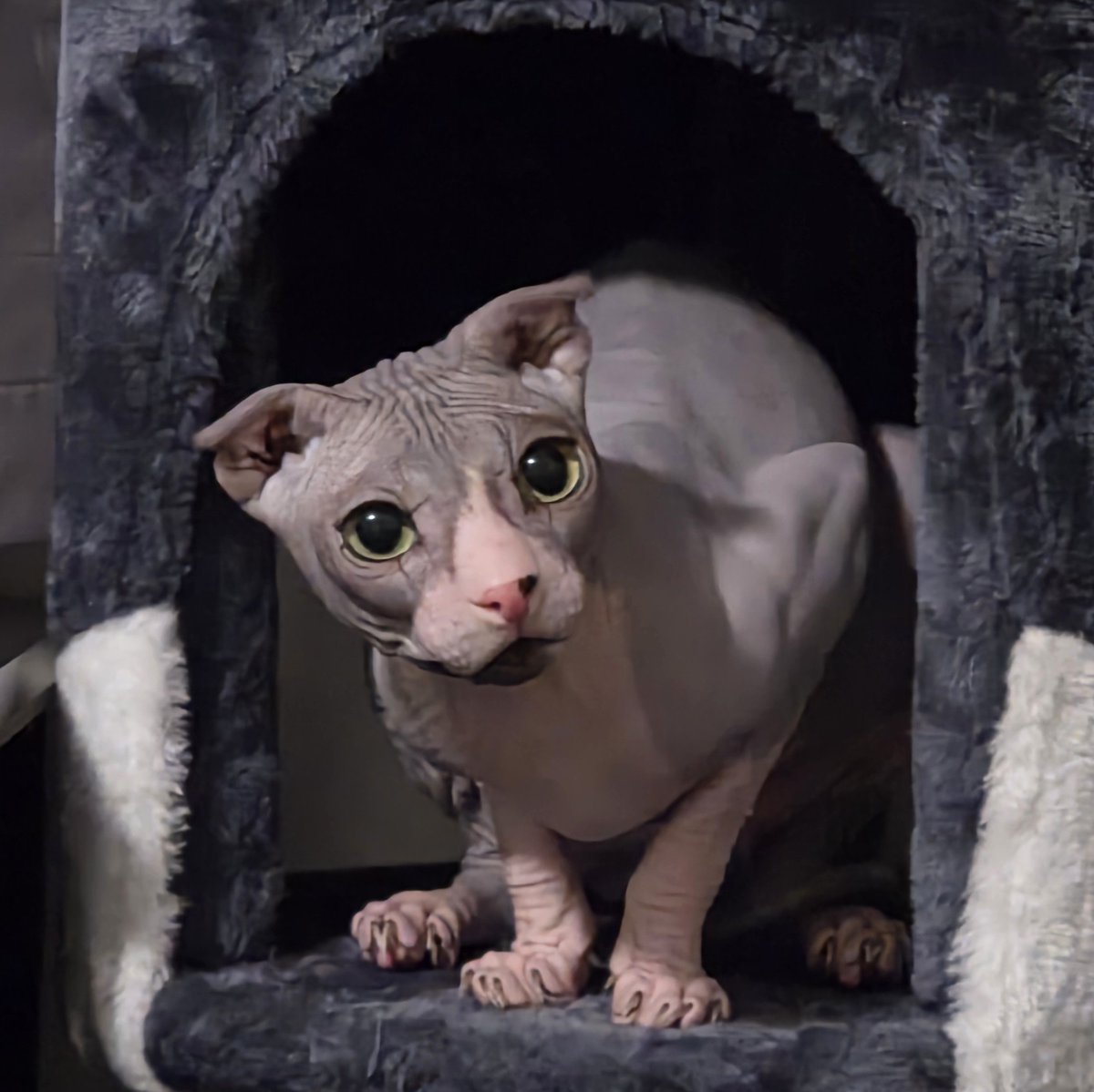 where agoraphobia&social responsibility intersect tweet media