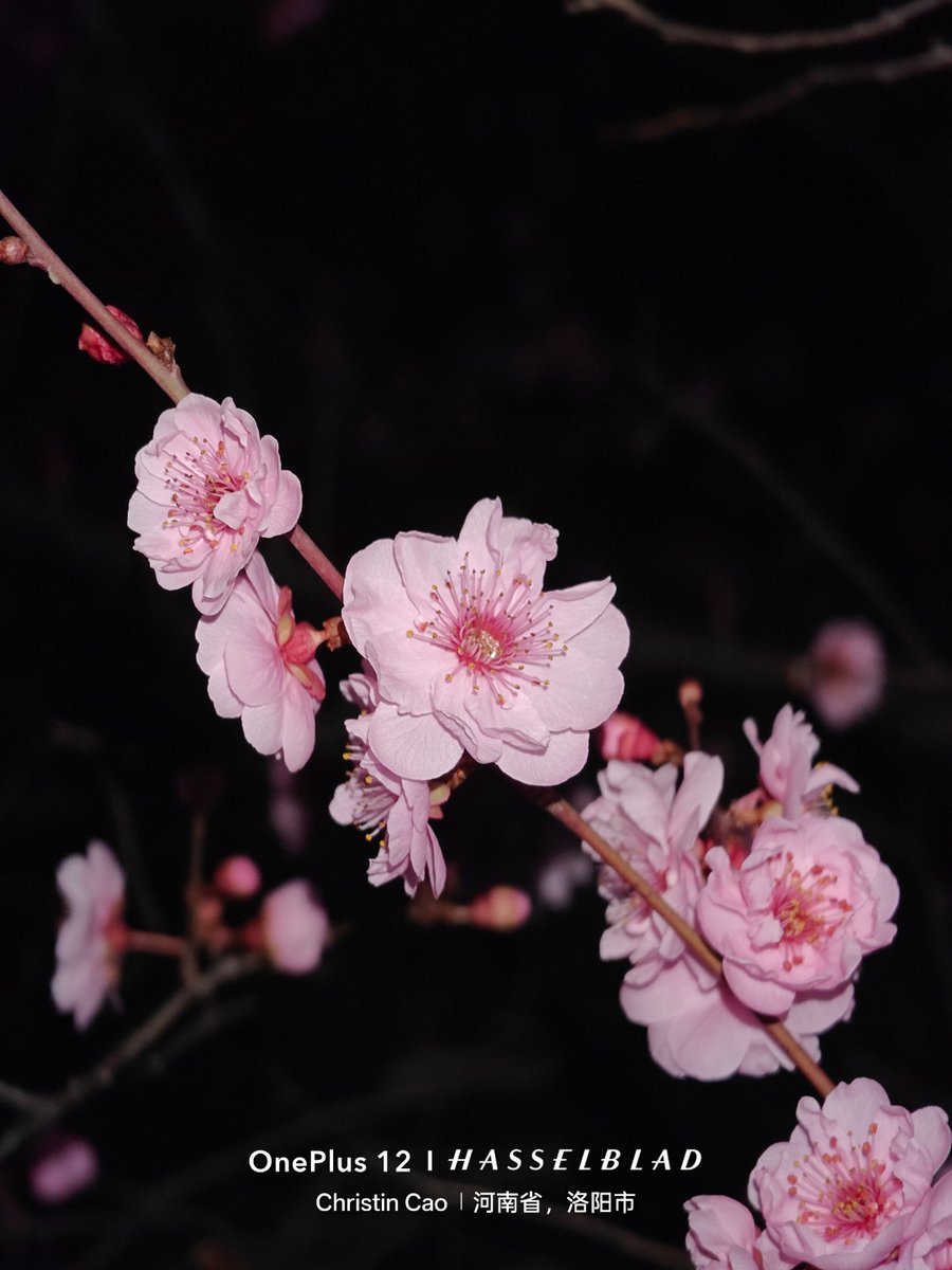 CaoChristin's tweet photo. 但就是花🌸
#夜晚 #洛阳师范学院 #洛阳师范   #植物 #学生  #日常  #洛阳 #春天 #花 https://t.co/LaGBsuRuOC