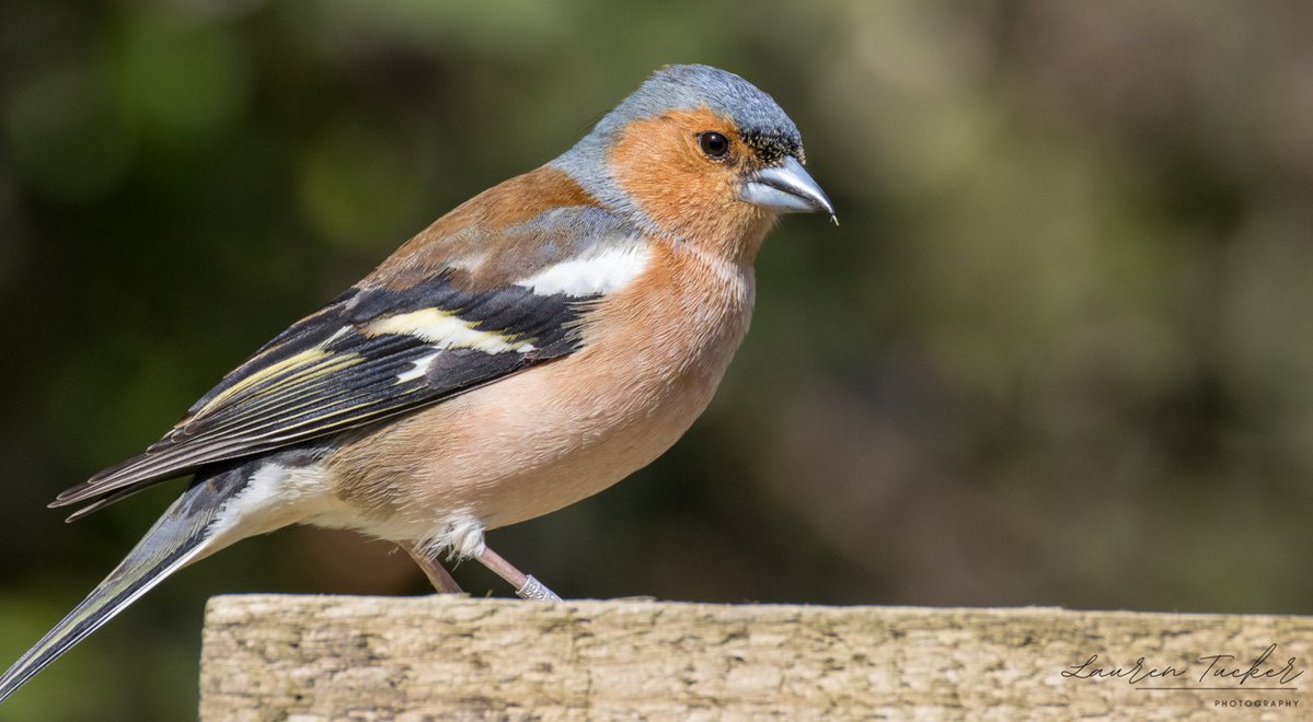 Lauren Tucker tweet media