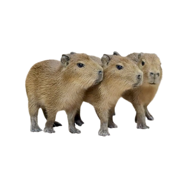 Todd Tootinheimer tweet media