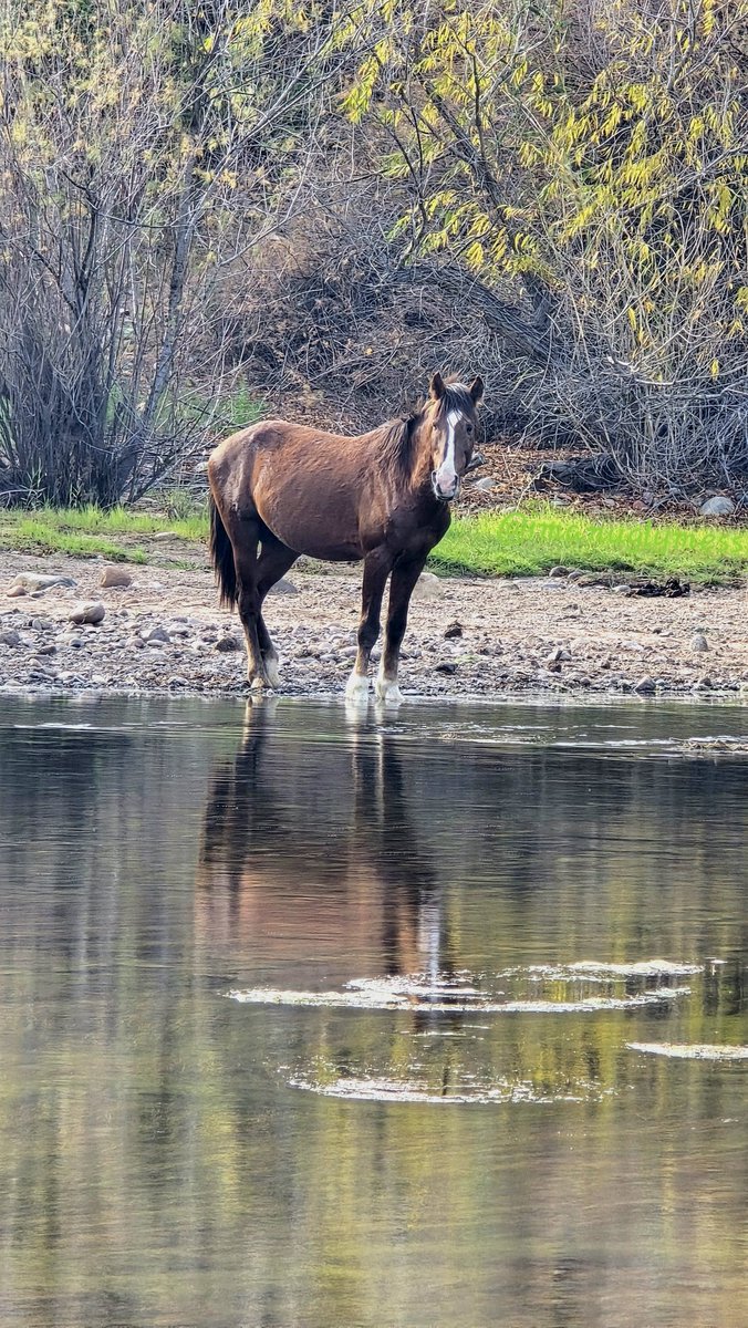 imanuglymess's tweet image. Lone wild horse. 💙 #tbt #getoutside