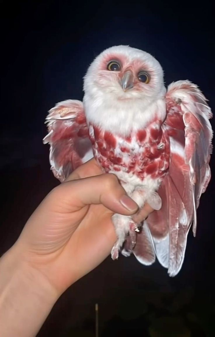 Saturn 💿ᝰ.ᐟ tweet media