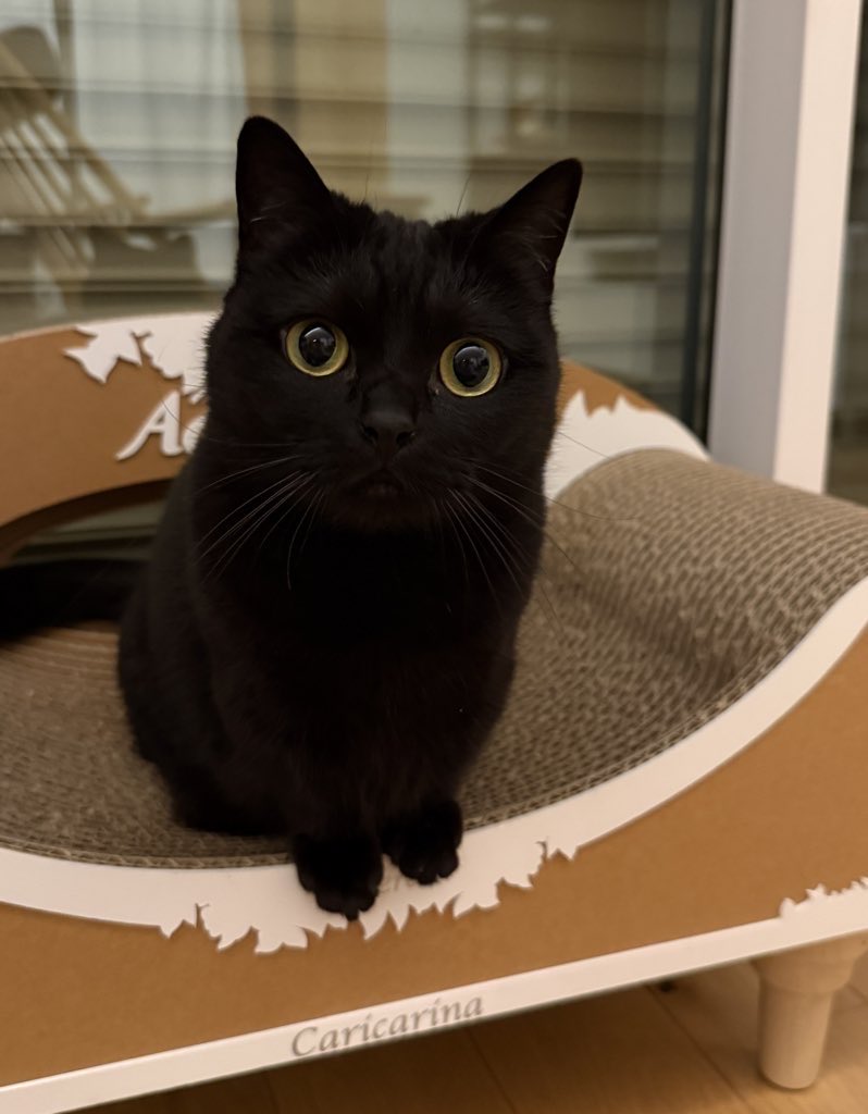 かわいい黒猫ハーブ🌿 tweet media