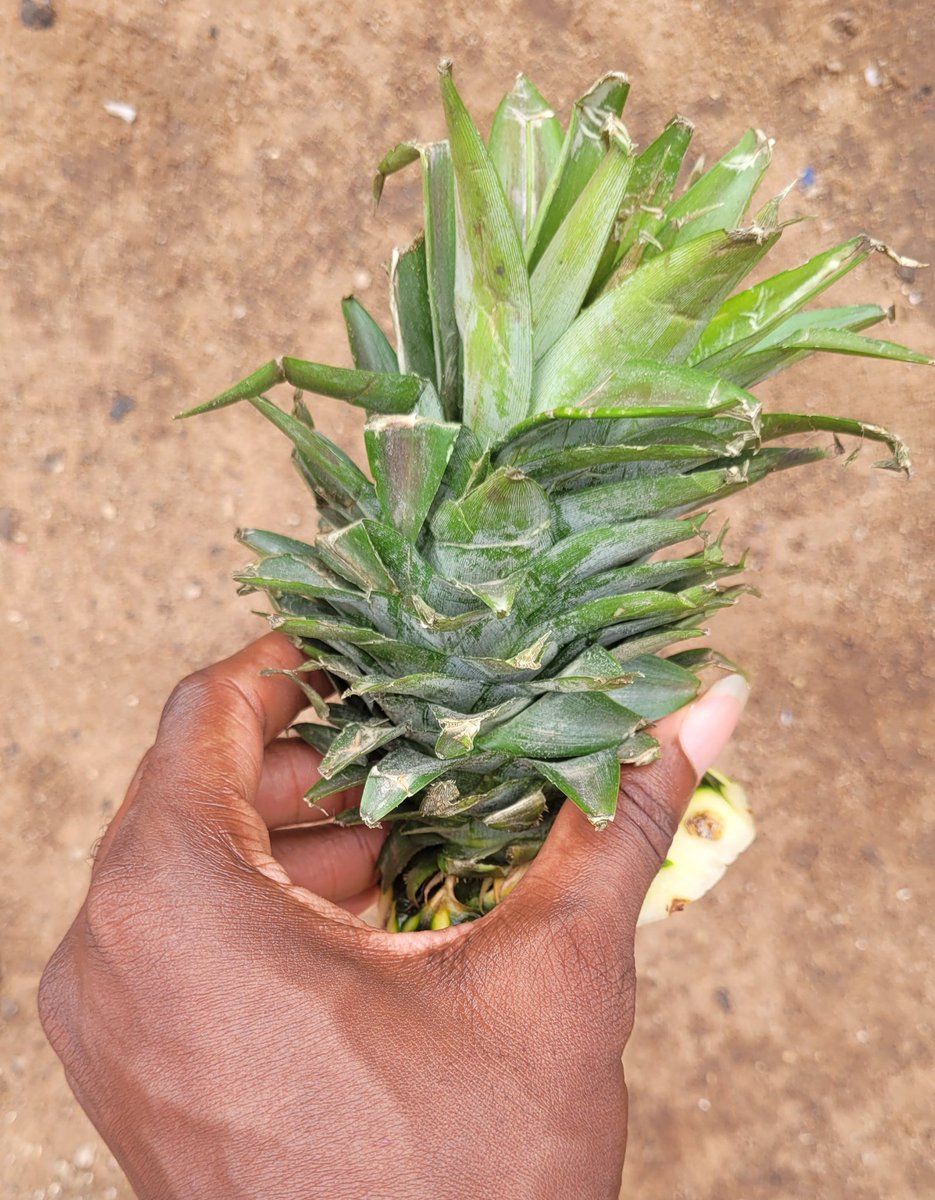 Daniel Regha tweet media