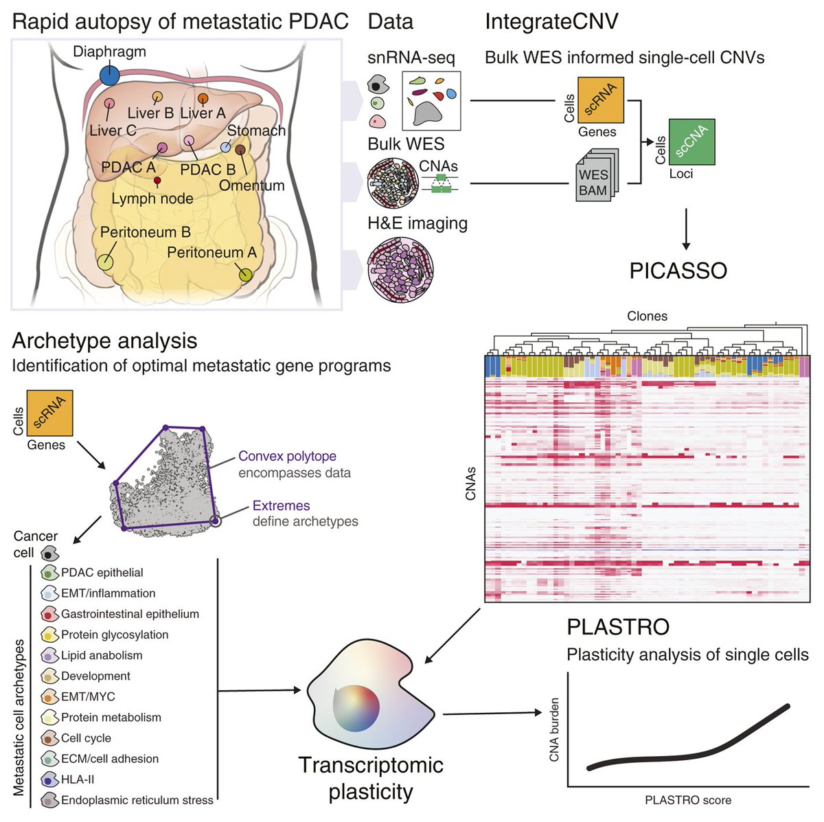 Cancer Research tweet media