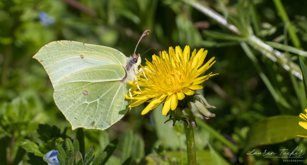 Lauren Tucker tweet media