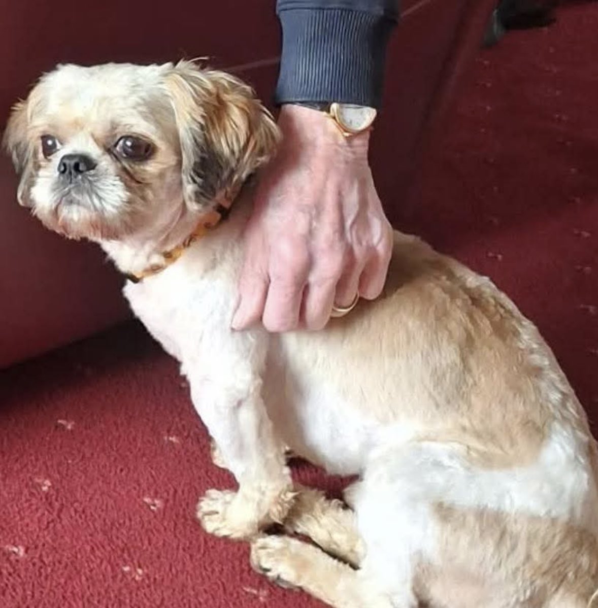 Rosie Doc tweet media