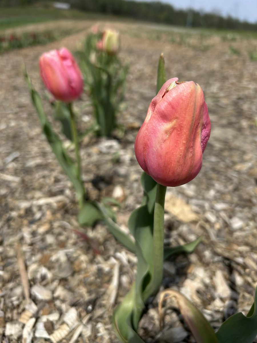 Stepp's Hillcrest Orchard tweet media