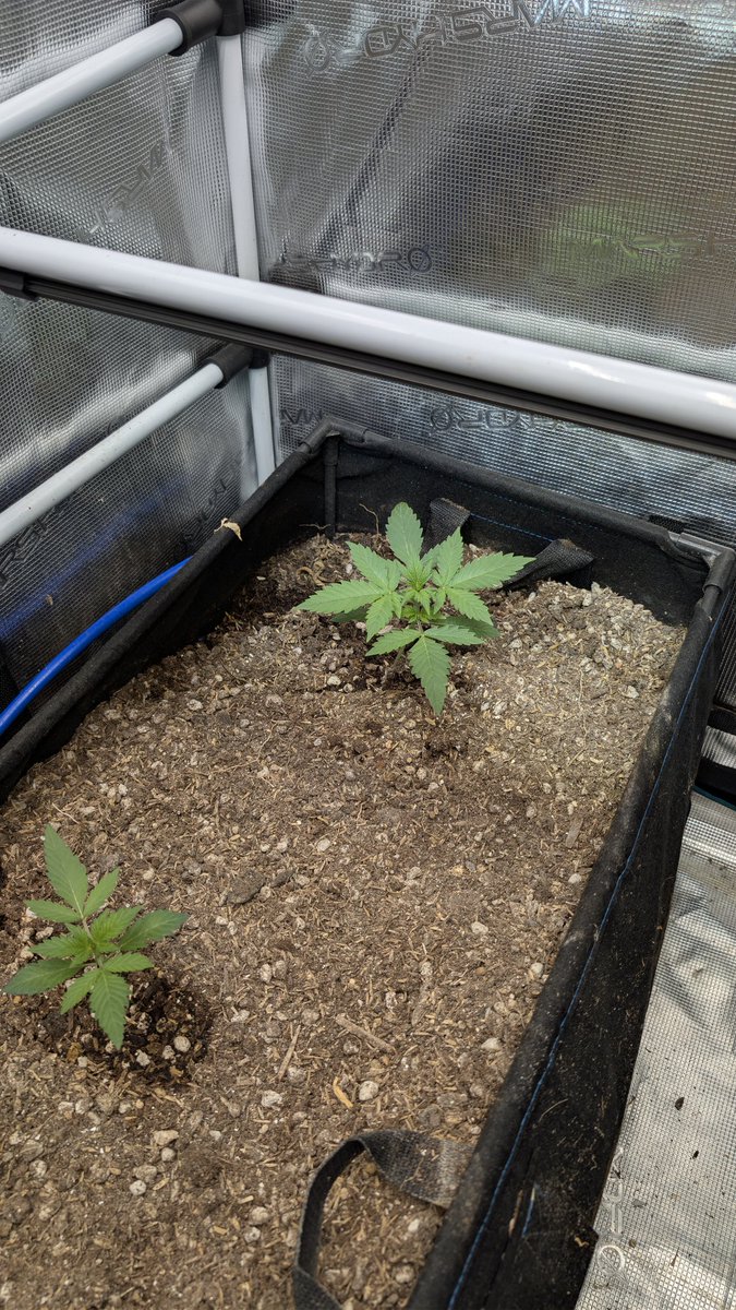 ArizonaGrows tweet media