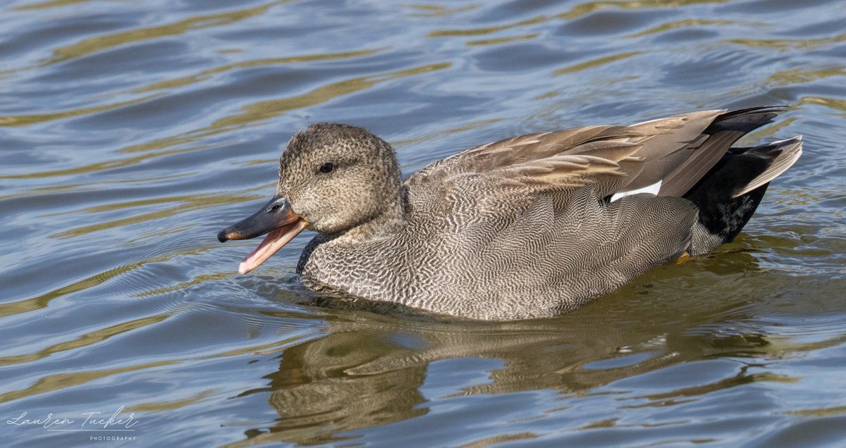 Lauren Tucker tweet media