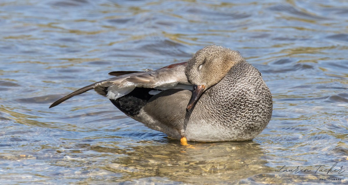 Lauren Tucker tweet media