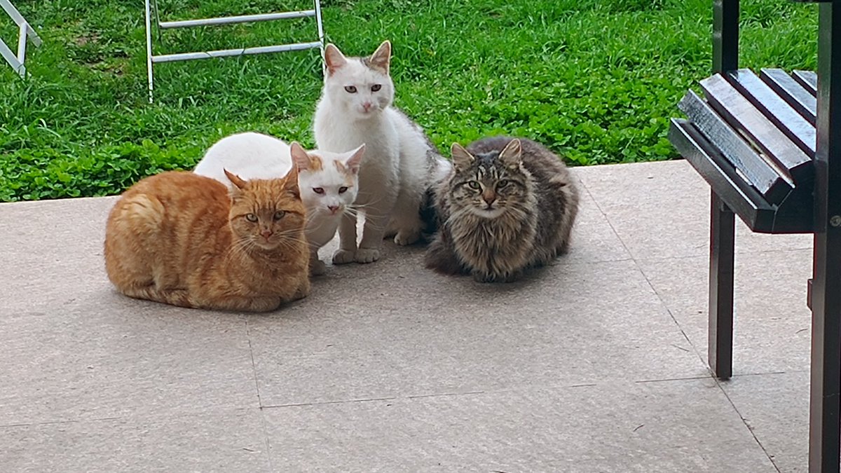 Samir ve Kral Zoltrix 🇹🇷 🐱👍 tweet media