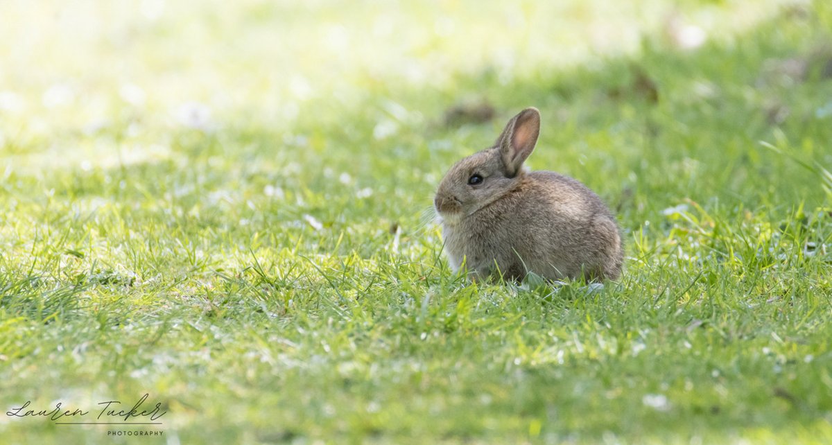 Lauren Tucker tweet media