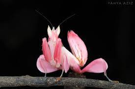 Rqptor Ω tweet media