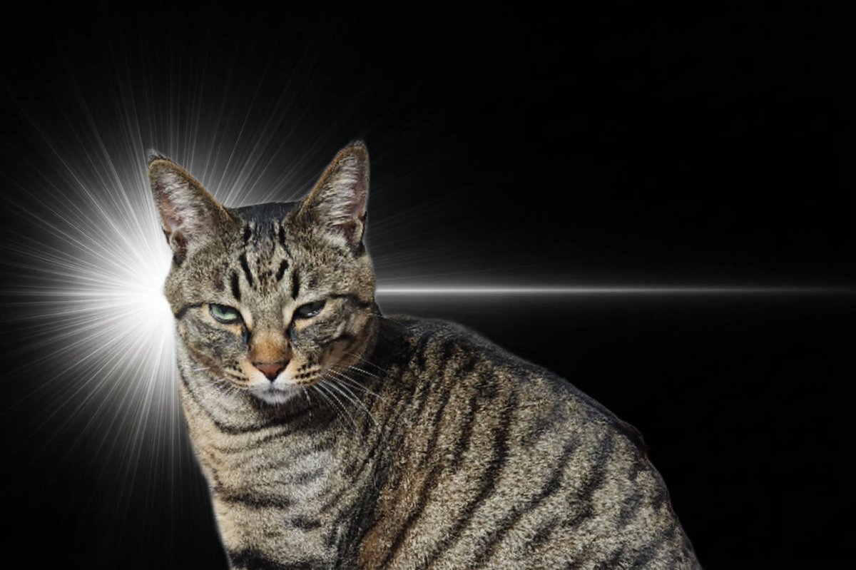 ぎんちょす@𝔼𝕓𝕝𝕒𝕟𝕒 tweet media