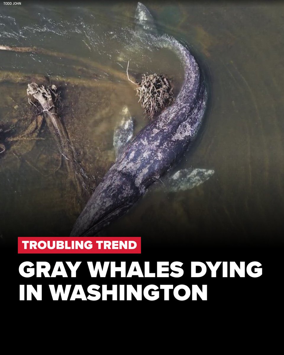 KING 5 News tweet media